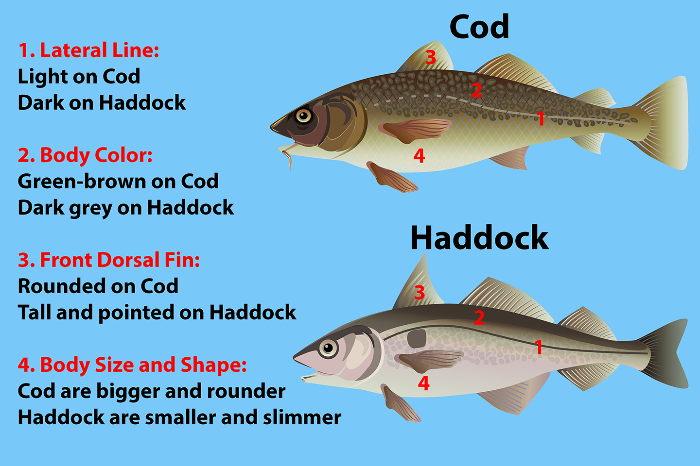 Cod Vs Haddock All You Need To Know