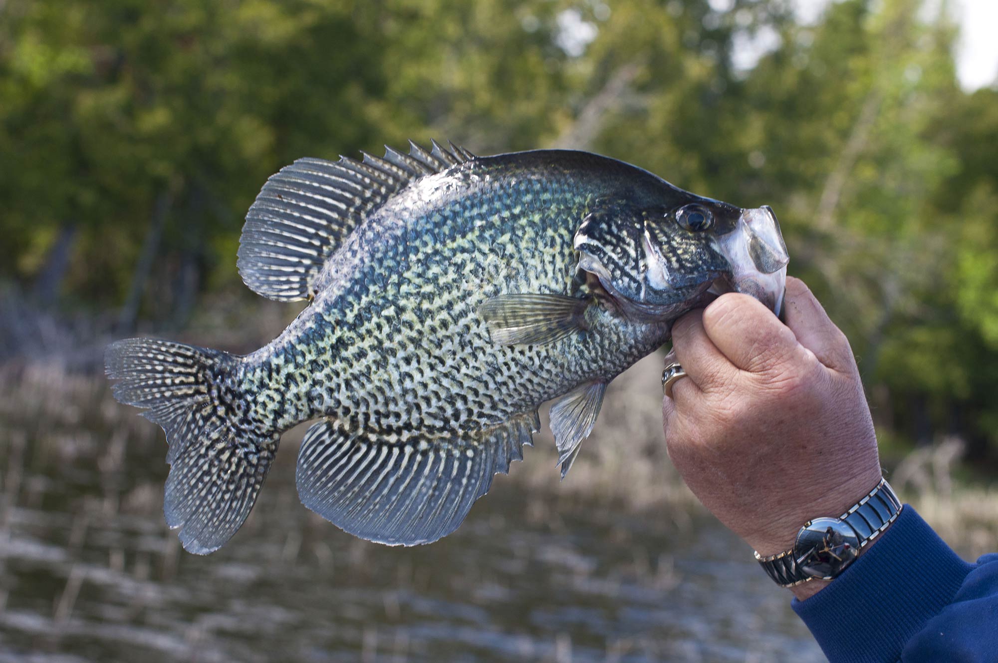 fishing planet louisiana white crappie