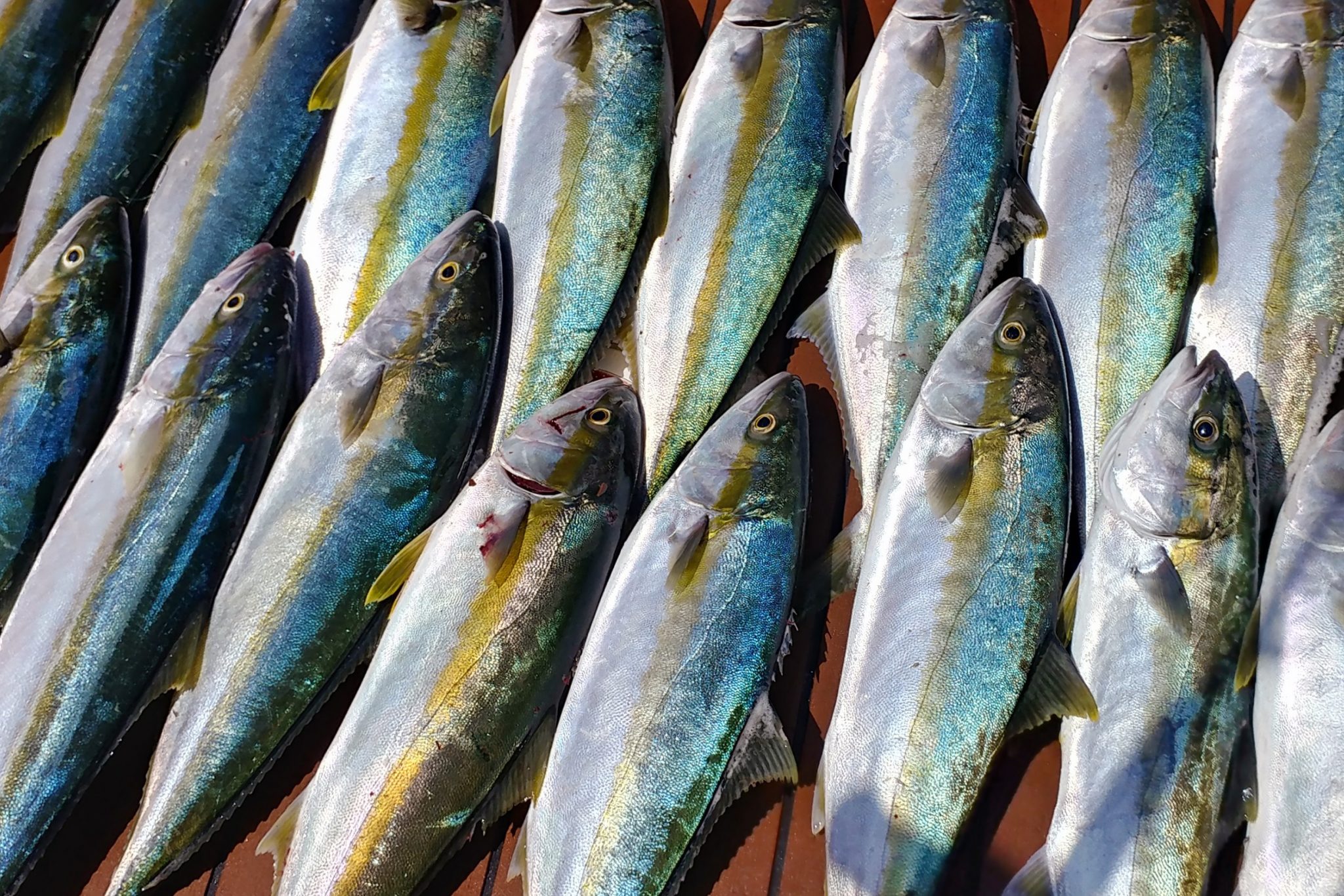 Dana Point Fishing The Complete Guide Arquidia Mantina
