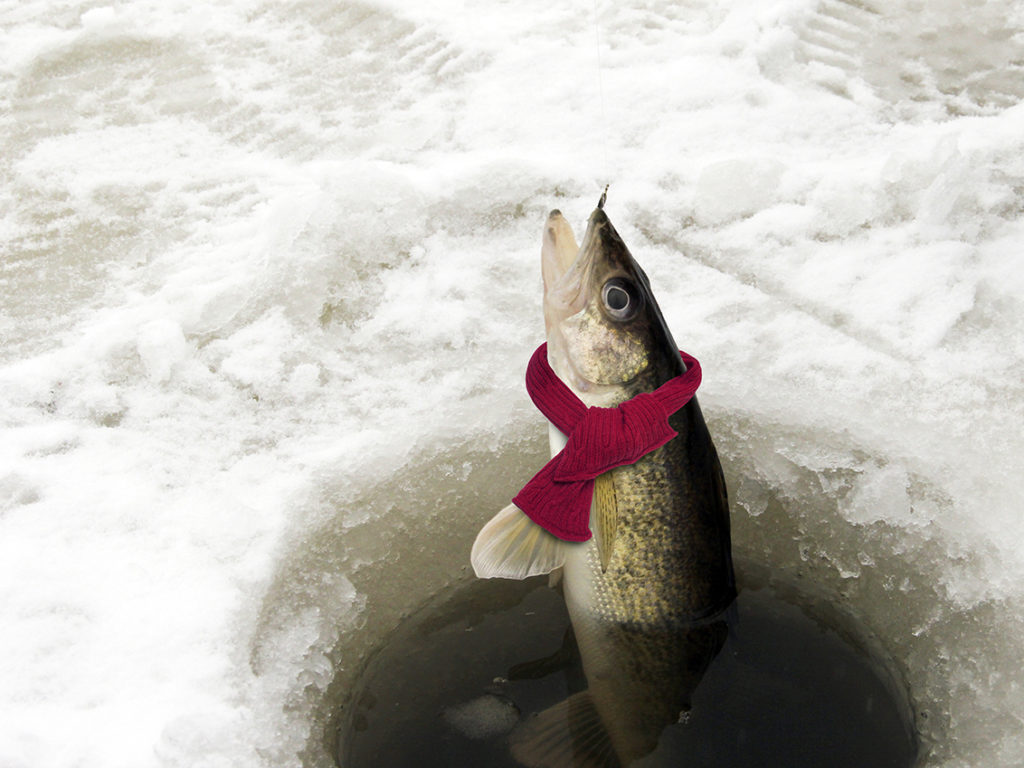 Do fish get cold? How Fish Survive Winter (Updated 2023)