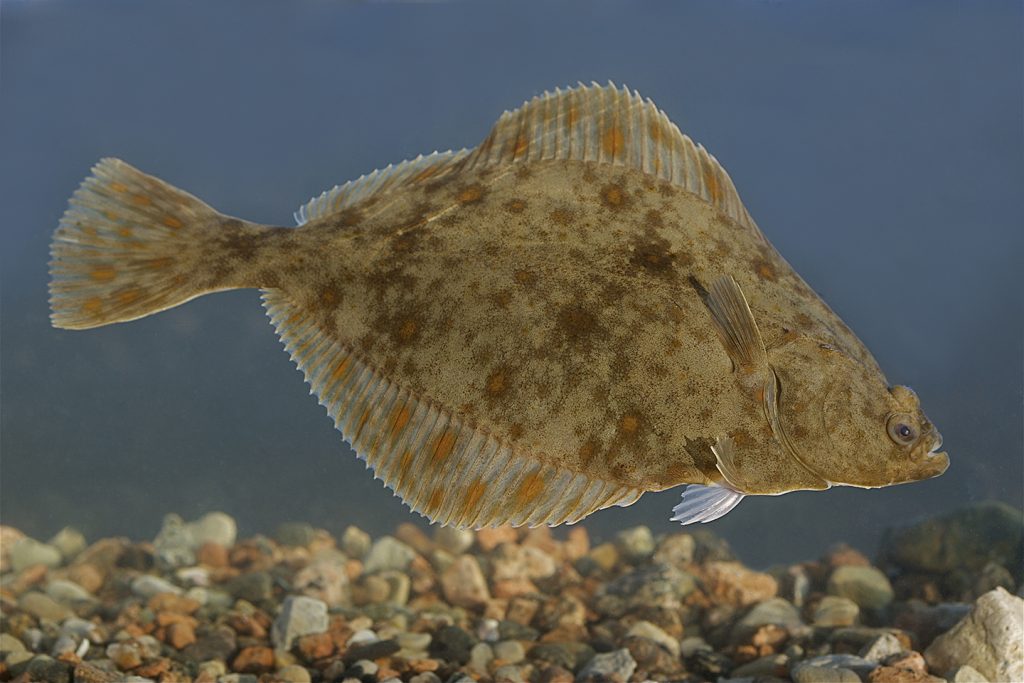 A European Flounder swimming underwater with gravel beneath it