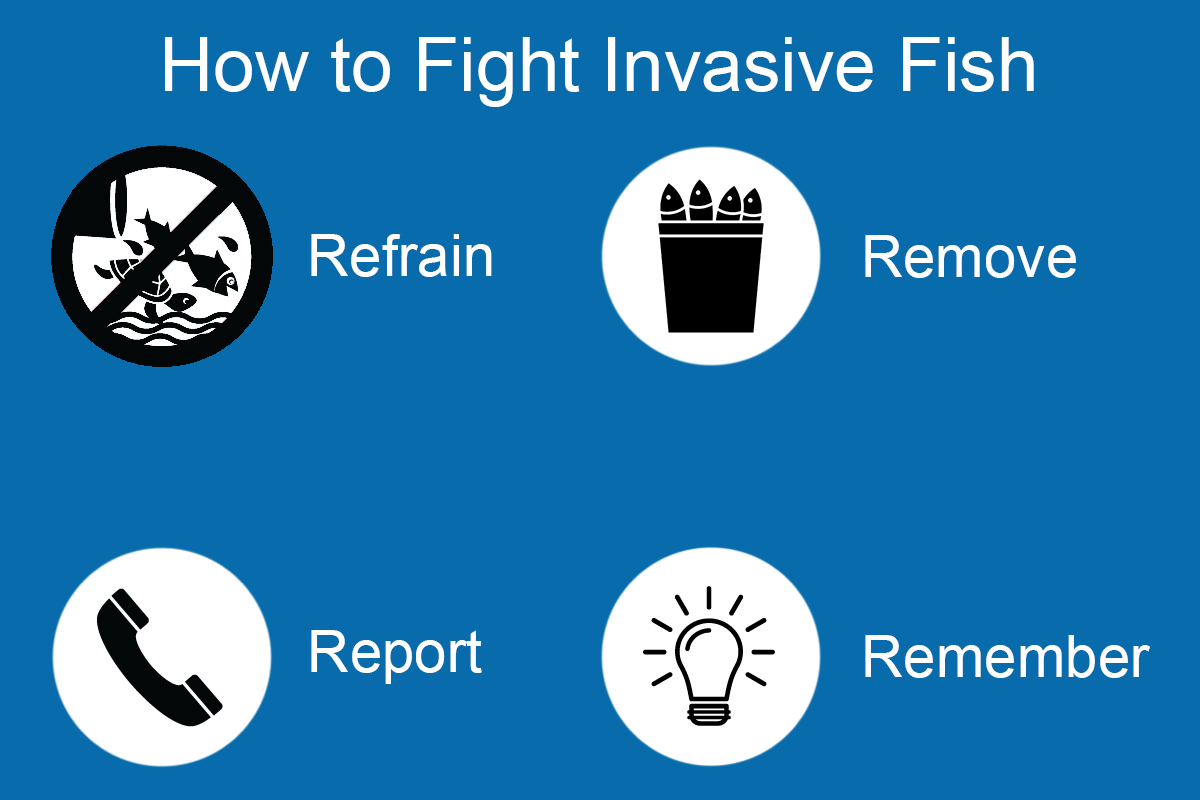 An infographic explaining the four steps for fighting invasive fish: Retain, Remove, Report, and Remember