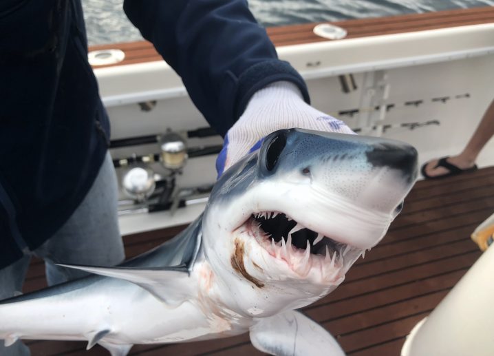 Shortfin Mako Shark: the World's Ultimate Hunter (Updated 2023)