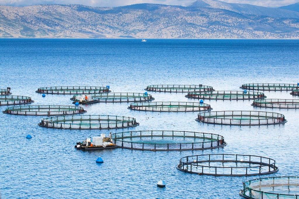A group of round fish farms floating in the sea with boat and mountains in the distance