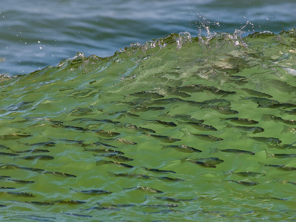 school of arctic fish