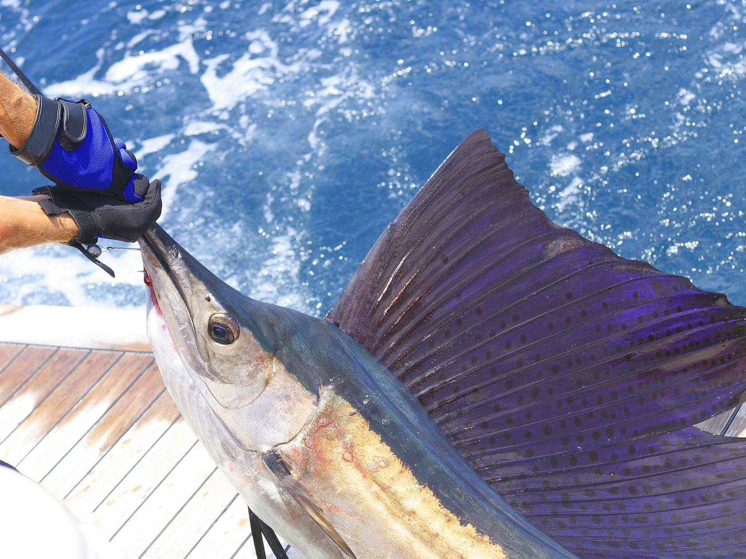 Dominican Republic Fishing The Complete Guide (Updated 2023)