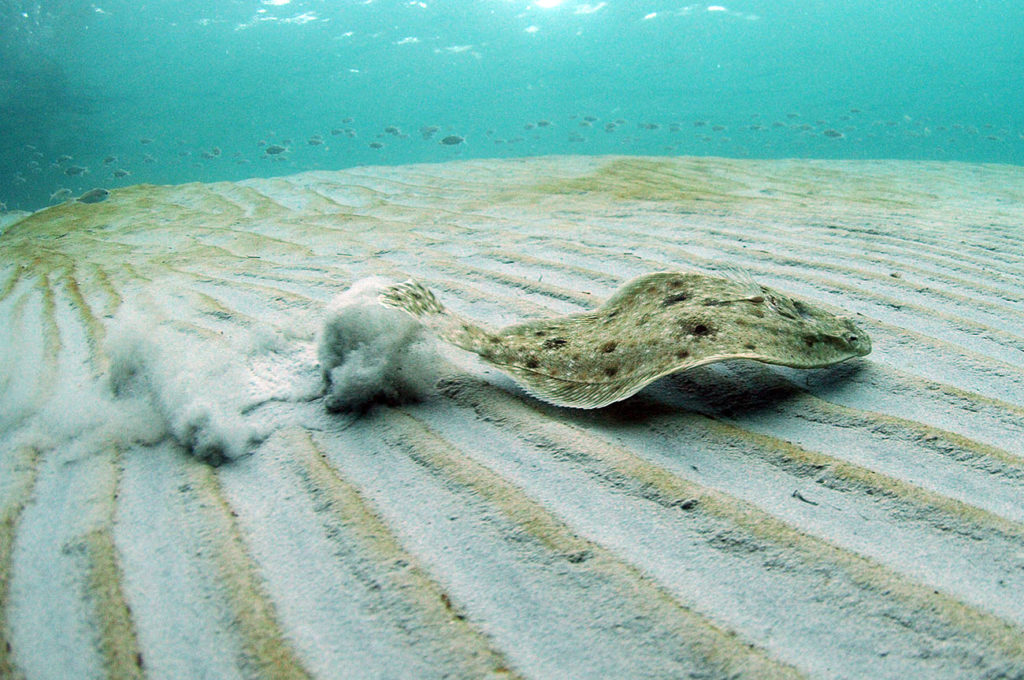A Flounder fish swimming across the sea floor
