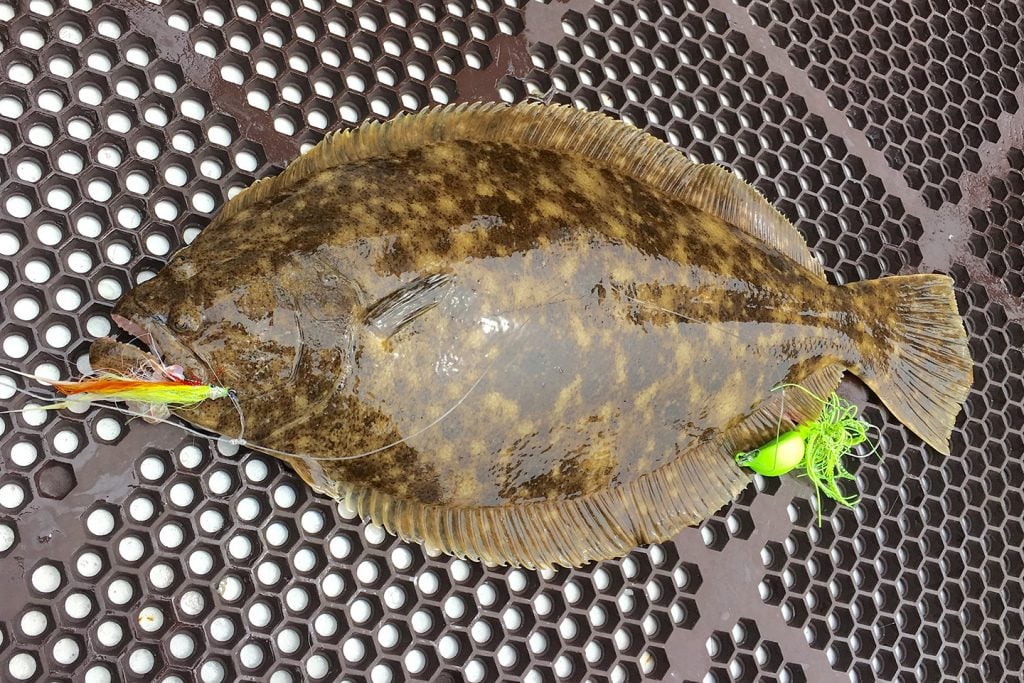 A Summer Flounder, also known as Fluke, lying on a rubber mat on the floor of a fishing charter boat. It has a bright green and red lure in its mouth and another bright green lure by its tail.