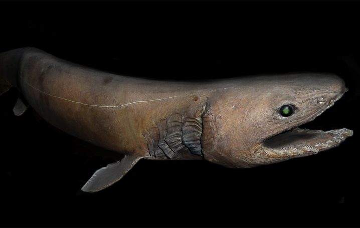 Frilled Shark in the dark