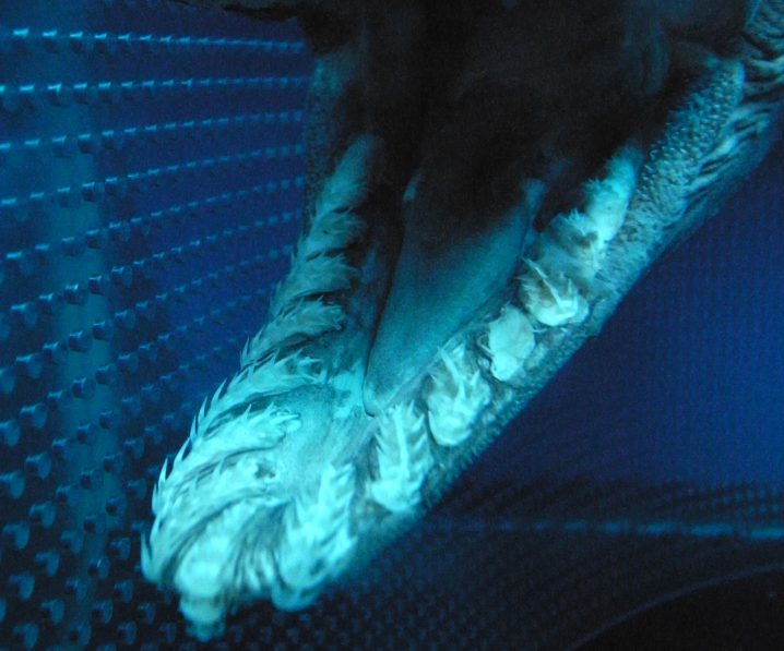 Frilled Shark open mouth, view of lower jaw with teeth