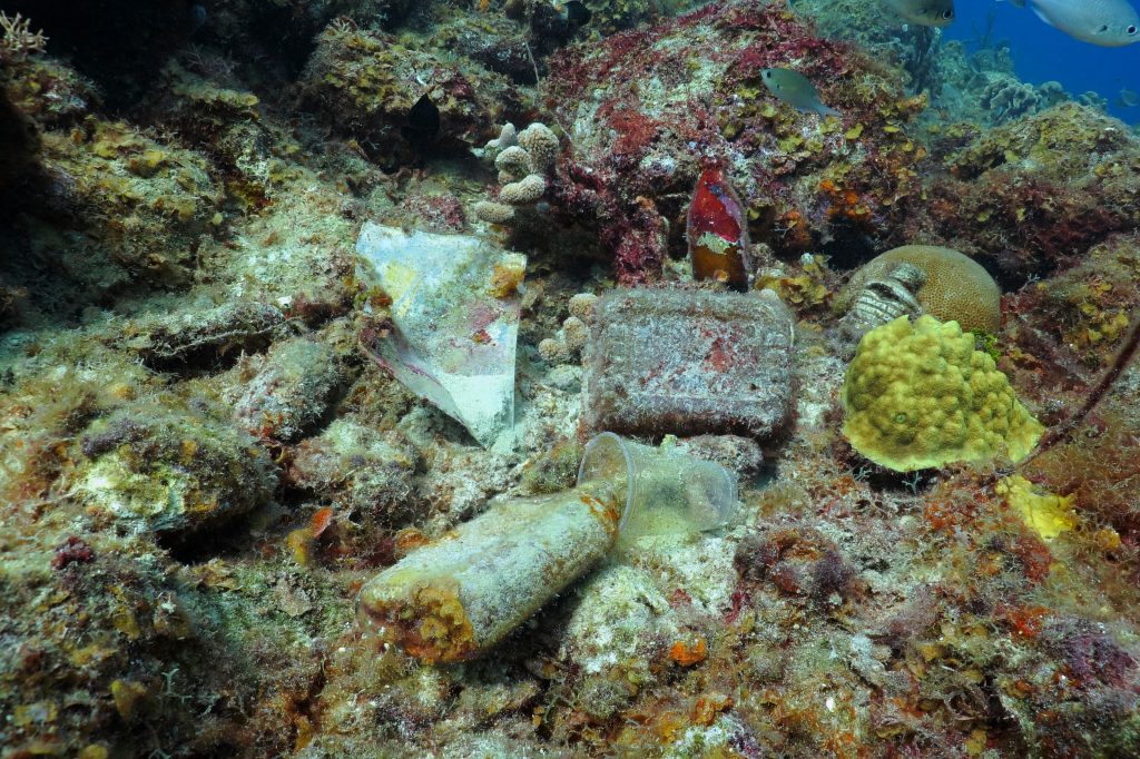 Coral Reef Conservation A Treasure Worth Saving