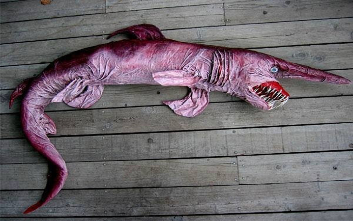 Pink Goblin Shark lying on a wooden floor