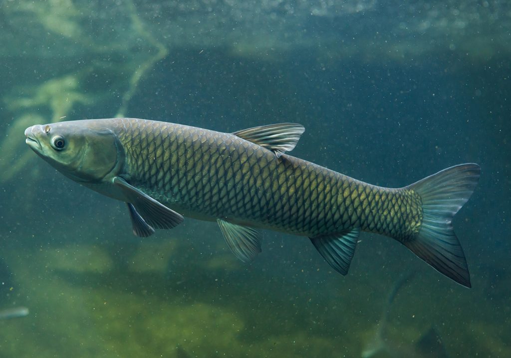 Invasive Fish in Florida All You Need to Know (Updated 2023)