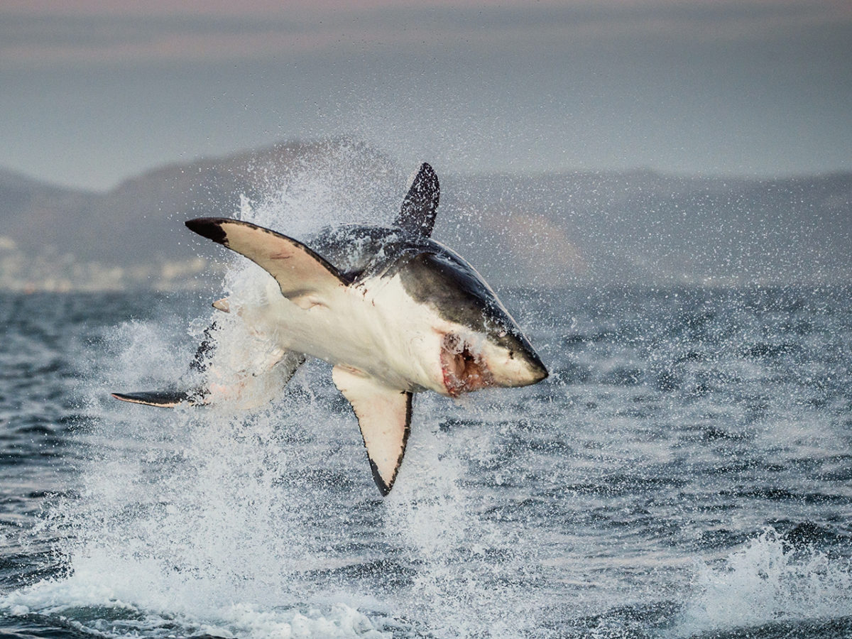 Bull Shark Size Vs Great White / White Shark Size Diet Habitat Facts