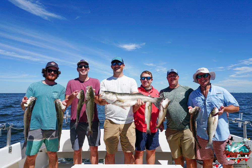 Chesapeake Bay Rockfish All You Need to Know Gary Spivack