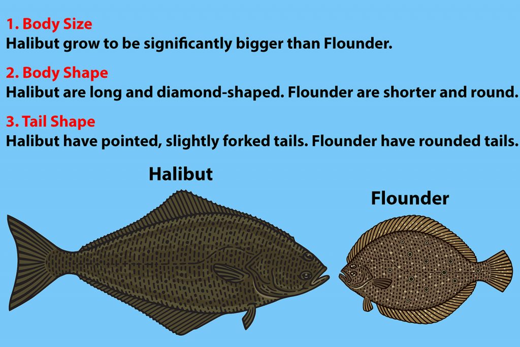 Een diagram dat laat zien hoe je Heilbot vs. Flounder kunt identificeren. Onderaan staat een afbeelding van een heilbot en een bot. Daarboven staat geschreven: "1. Lichaamsgrootte: Heilbotten worden beduidend groter dan Botten. 2. Lichaamsvorm: Heilbotten zijn lang en ruitvormig. Botten zijn korter en rond. 3. Staartvorm: Heilbotten hebben spitse, licht gevorkte staarten. Botten hebben ronde staarten.""1. Body Size: Halibut grow to be significantly bigger than Flounder. 2. Body Shape: Halibut are long and diamond-shaped. Flounder are shorter and round. 3. Tail Shape: Halibut have pointed, slightly forked tails. Flounder have rounded tails."