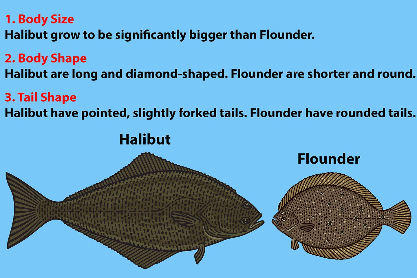 fluke vs flounder