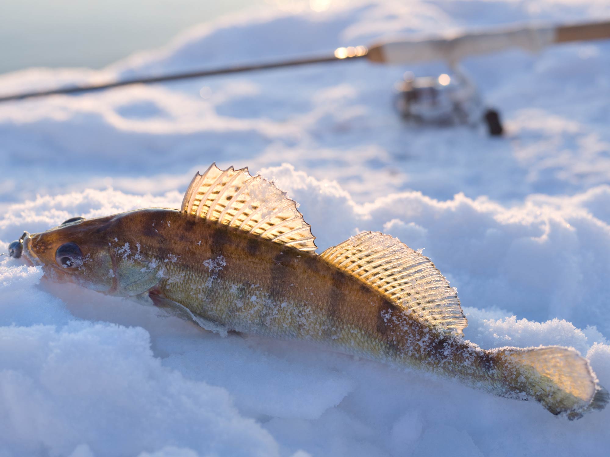 How to Fish for Walleye on Lake Erie The Complete Guide (Updated 2023)