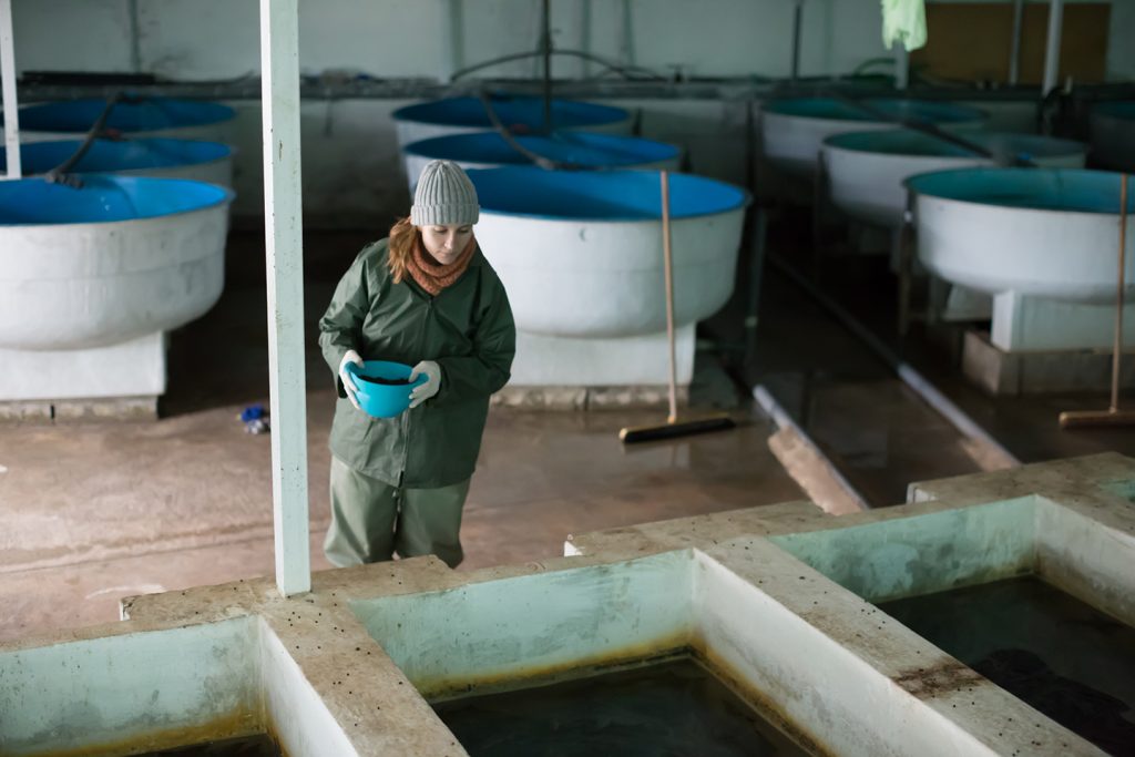 A woman in a green jacket and grey hat holding a blue bowl while inspecting tanks in an indoor recirculating fish farm.