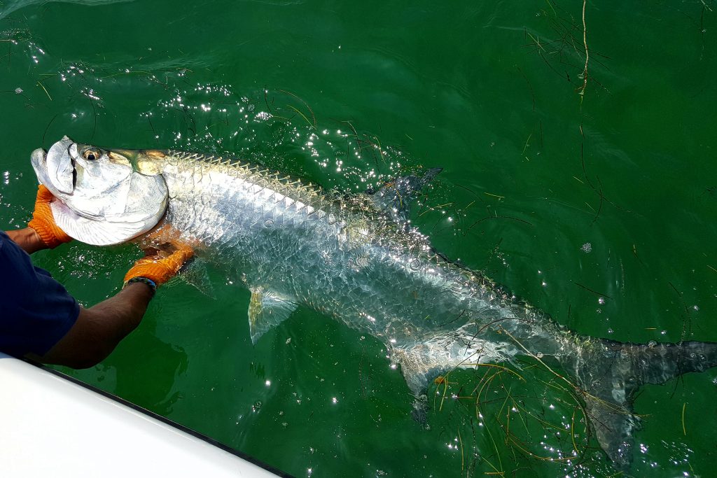 Un sábalo grande sostenido junto a un bote antes de ser liberado