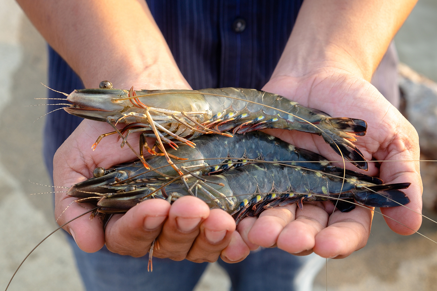 King Tiger Shrimp being held in cupped hands