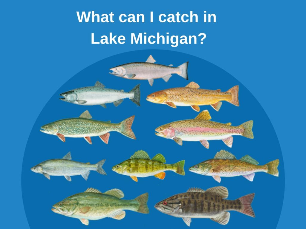 An infographic showing top catches in Lake Michigan: Coho and Chinook Salmon, Brown and Lake Trout, Steelhead, Whitefish, Perch, Walleye, and Largemouth and Smallmouth Bass