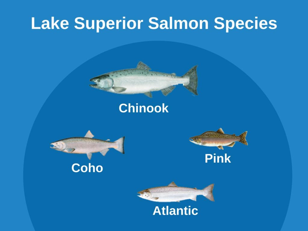 An infographic showing types of Salmon on Lake Superior, including Chinook, Coho, Atlantic, and Pink Salmon