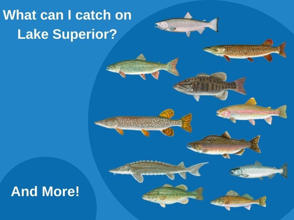 Lake Superior Fishing: The Complete Guide (Updated 2022)