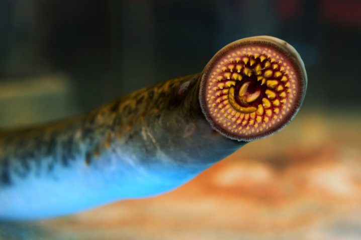A close up of Lamprey mouth underwater 