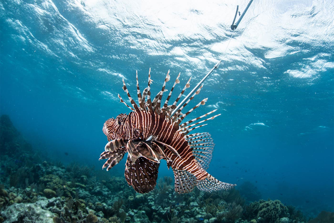 pacific-lionfish