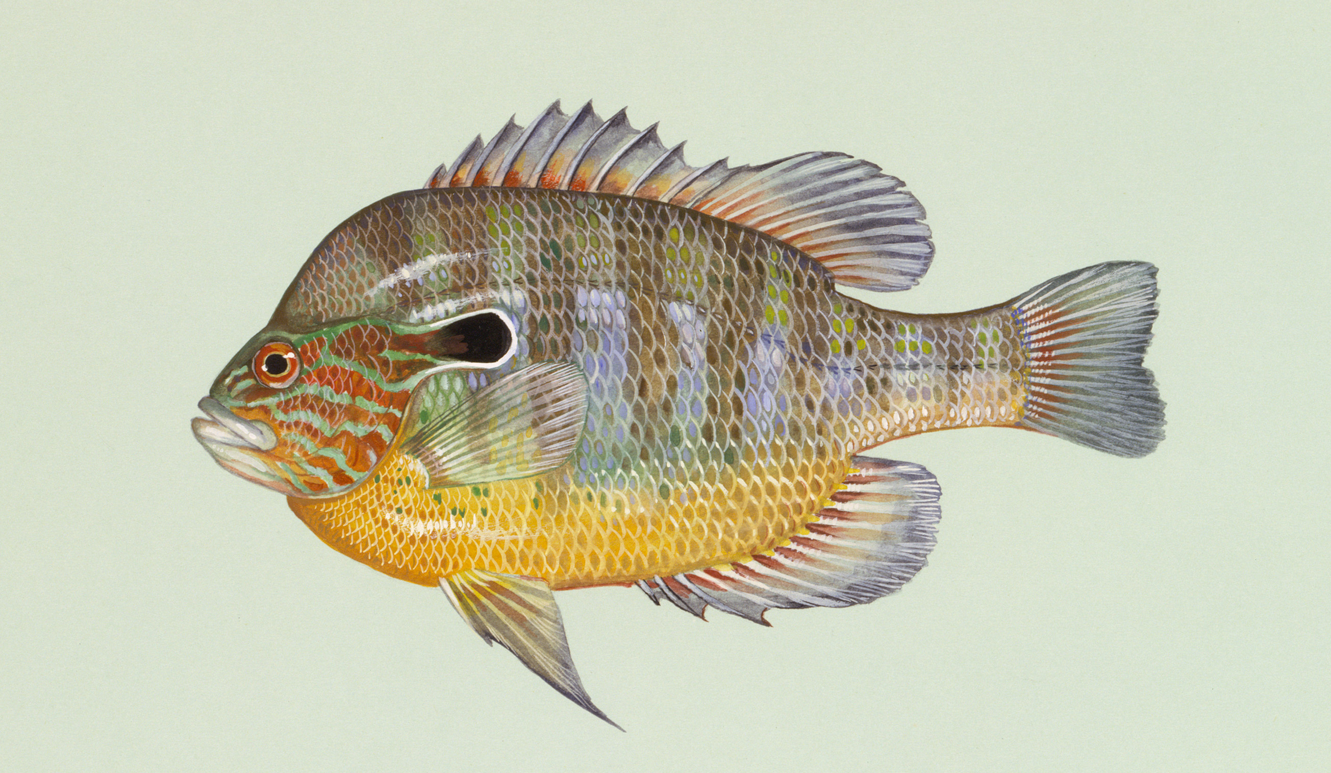 Types of Sunfish in North America