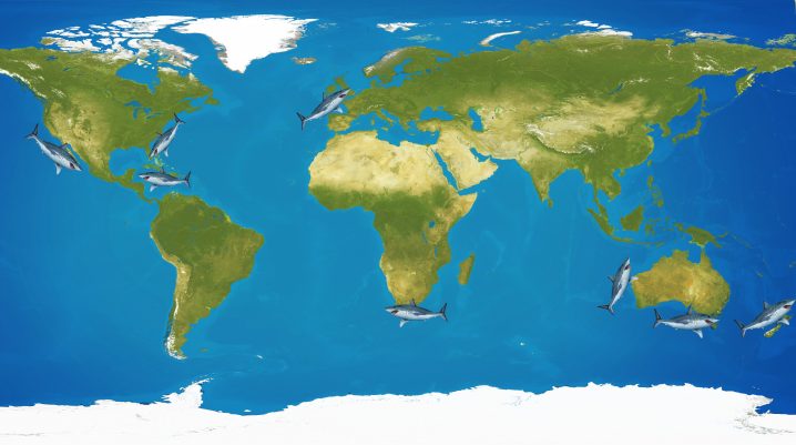 Shortfin Mako Shark: the World's Ultimate Hunter