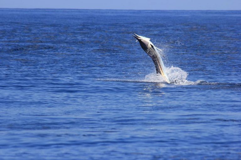 How to Fish for Marlin The Complete Guide