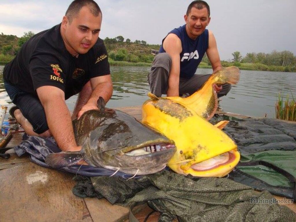 Two anglers standing in water, each holding a large Catfish, one dark, one yellow, on the Ebro River