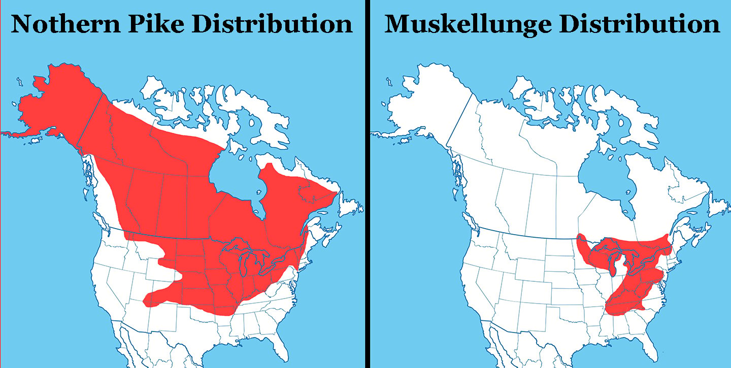 Maps of North America showing the distribution of Muskie vs Pike. Northern Pike is on the left, Muskellunge is on the right.