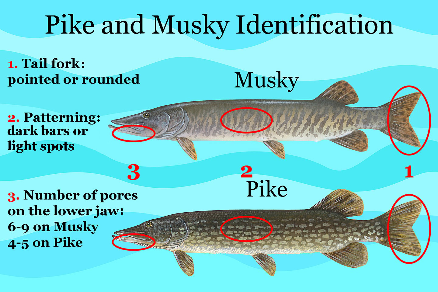 A diagram of how to identify muskie vs pike. The key points are: Is the tail pointed or rounded? Are the markings dark or light? How many pores are there on the lower jaw?