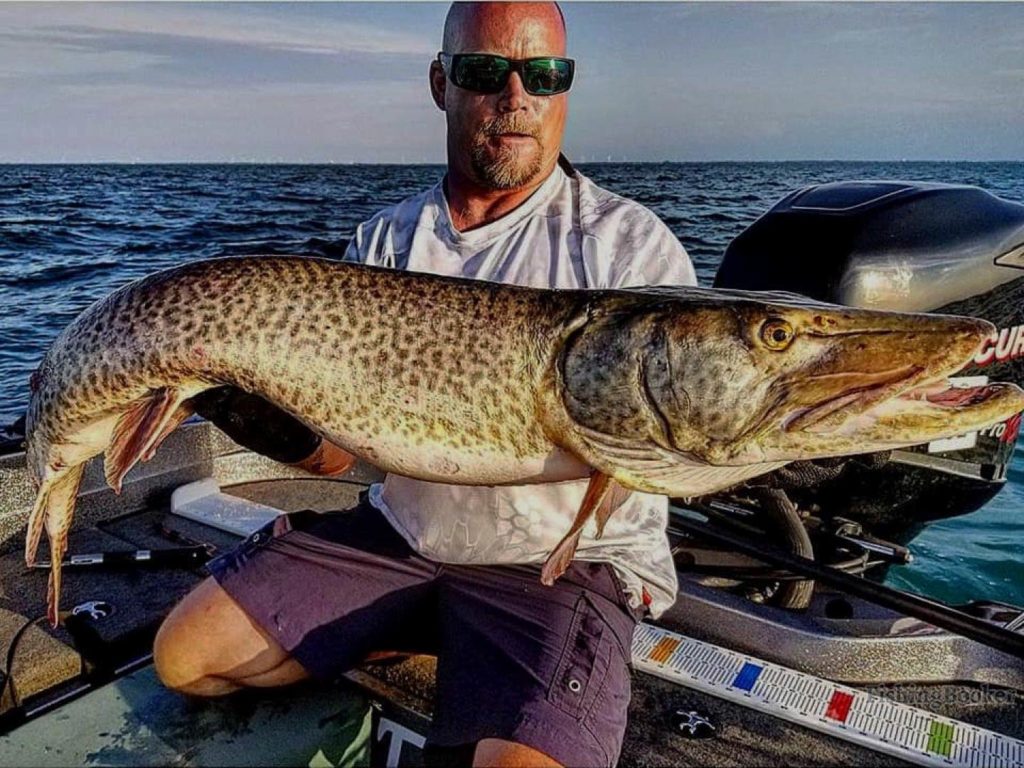 An angler holding a big Musky on a boat on Lake St. Clair