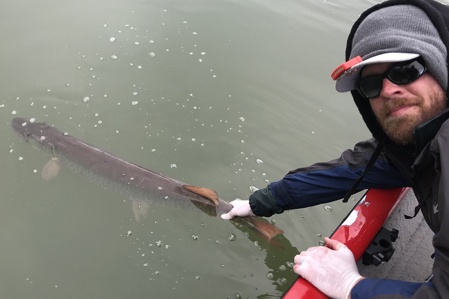 A male angler wearing a hooded jacket and white gloves releasing a Muskie fish into the water after catching it.