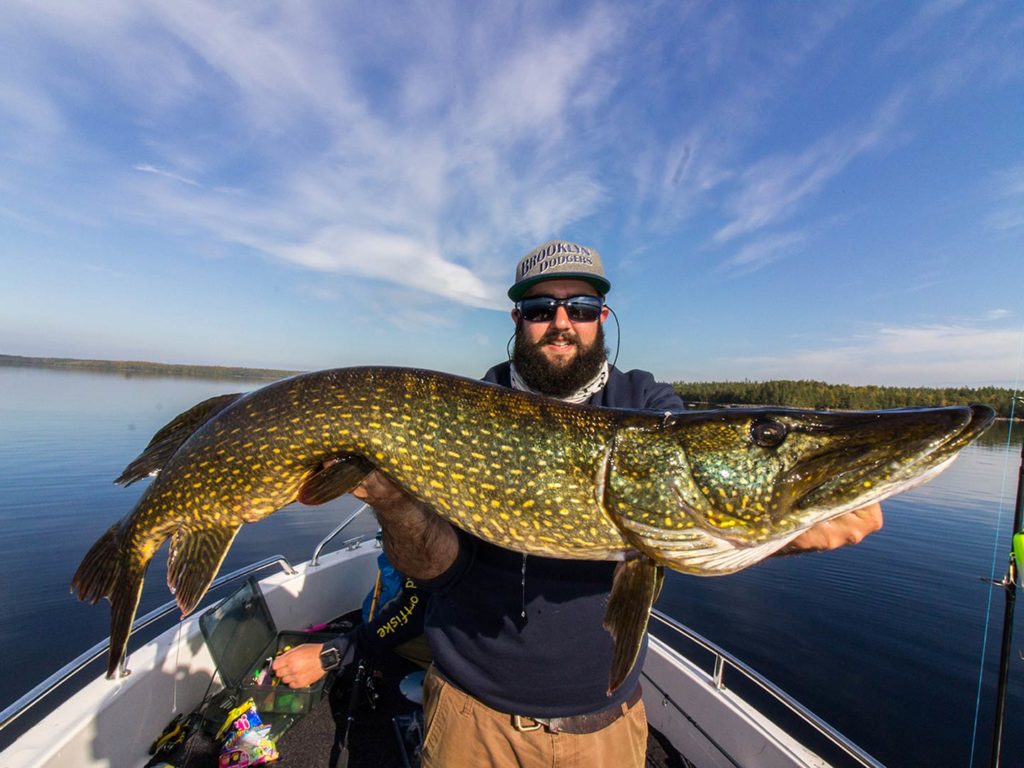 An angler holding a big Norther Pike