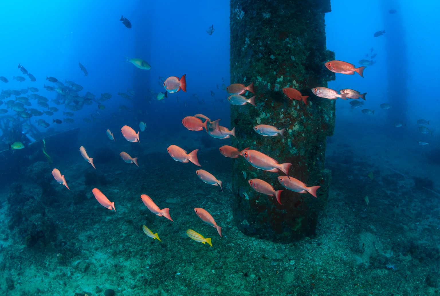 How to Go Oil Rig Fishing in the Gulf of Mexico The Complete Guide