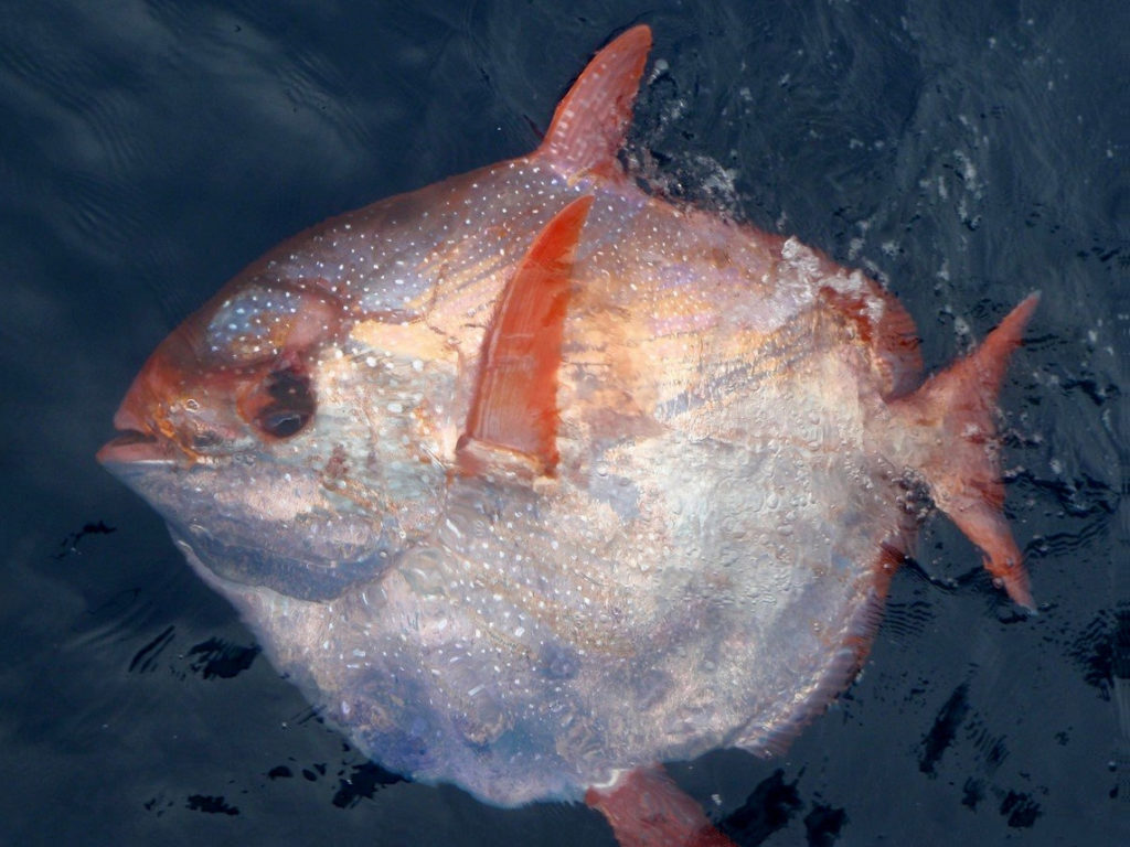 An Opah, the only warm-blooded fish species on earth