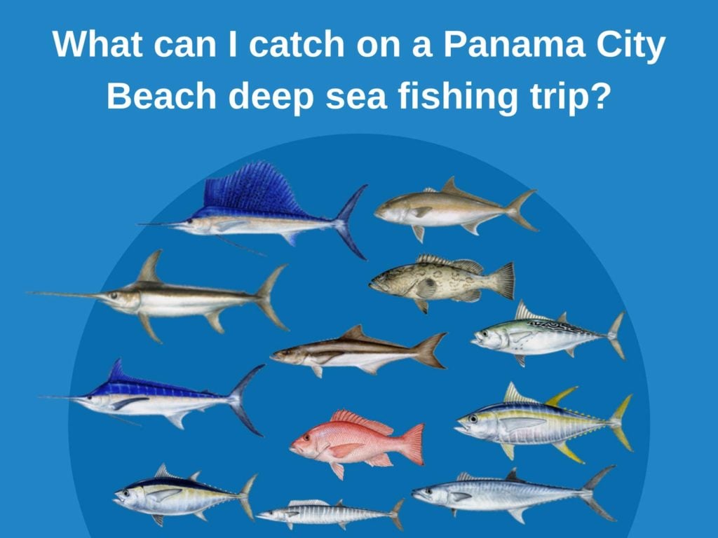 Panama City Beach Deep Sea Fishing (Updated 2022)