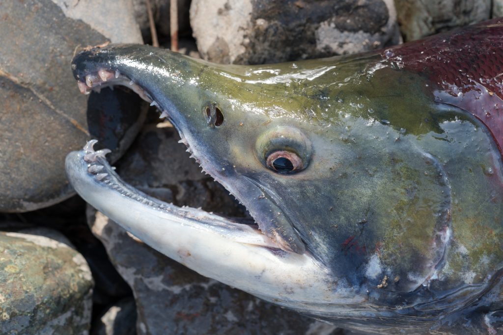 A close-up photo of Sockeye Salmon's head