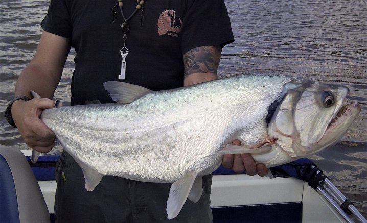 A large Payara fish being held by an angler on a boat