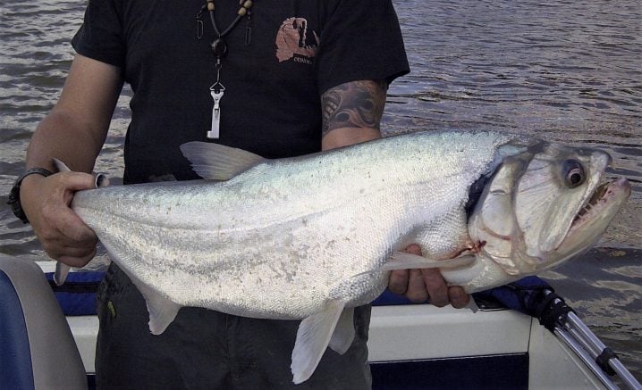 giant blob fish caught