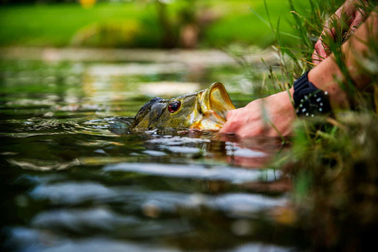 How To Fish For Peacock Bass In Florida The Complete Guide Updated 2023 