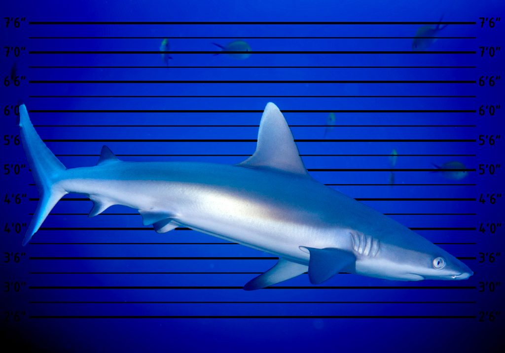 Goblin Shark Facts For Kids | Kids Matttroy