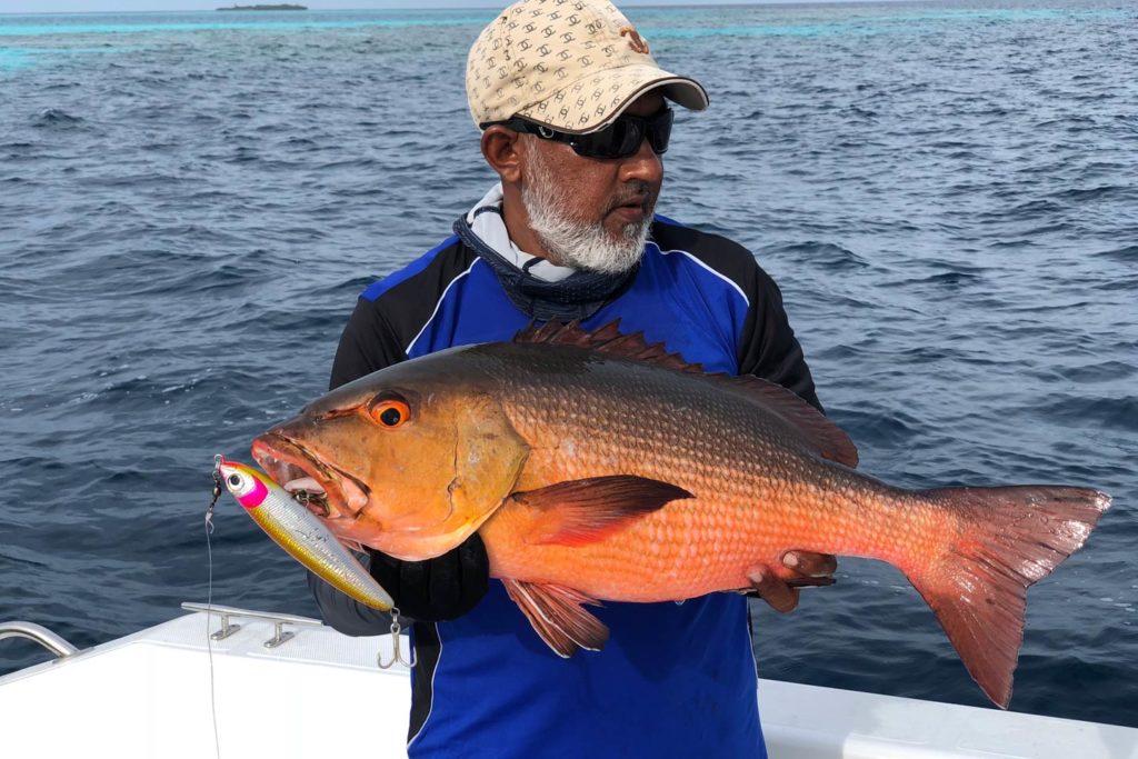 An рыбак содержит красный окуня, пойманный на Мальдивах». не могли не упомянуть. </p><meta itemprop=