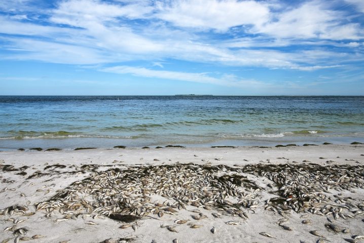 red tide florida beaches