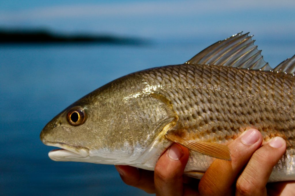An close up of a Redfish being held by an angler, open waters blurred in the background